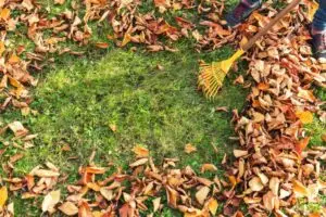 leaves being raked out of a lawn