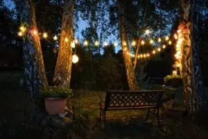 white lights hanging on a string from tree to tree