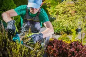 bush trimming being done by employee