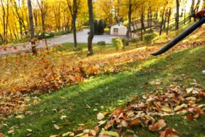 leaves being removed from a lawn